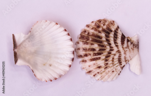 These are snail shell on white background