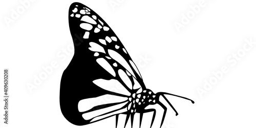 Schmetterling