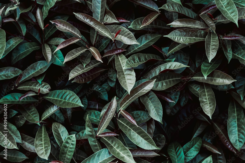 Dark green leaf in tropical jungle nature background Dark green leaf in tropical jungle nature background