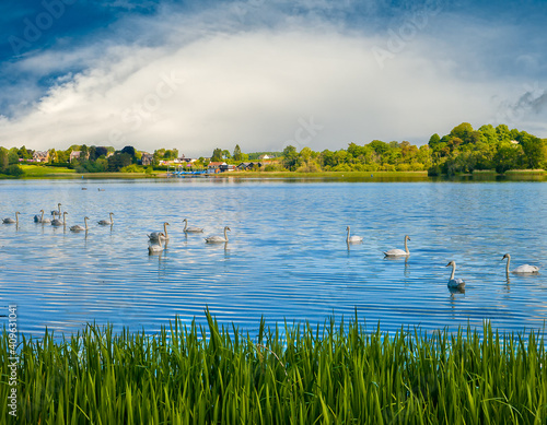 Swans on Lochmaben.   photo