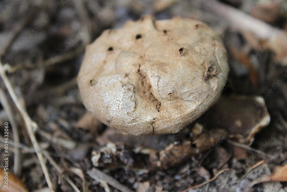 A brown earthstar mushroom (myriostoma coliforme) growing on the ground in soil. This earthstar mushroom was found growing in Florida. A brown earthstar mushroom (myriostoma coliforme) growing on the ground in soil. This earthstar mushroom was found growing in Florida.