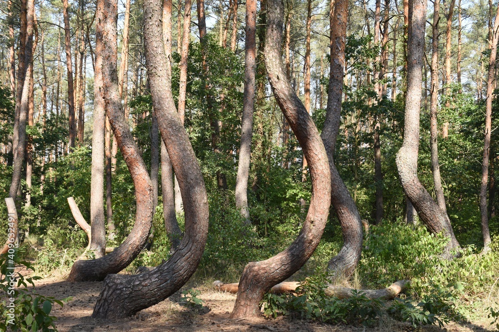 Crooked Forest in Poland Crooked Forest in Poland