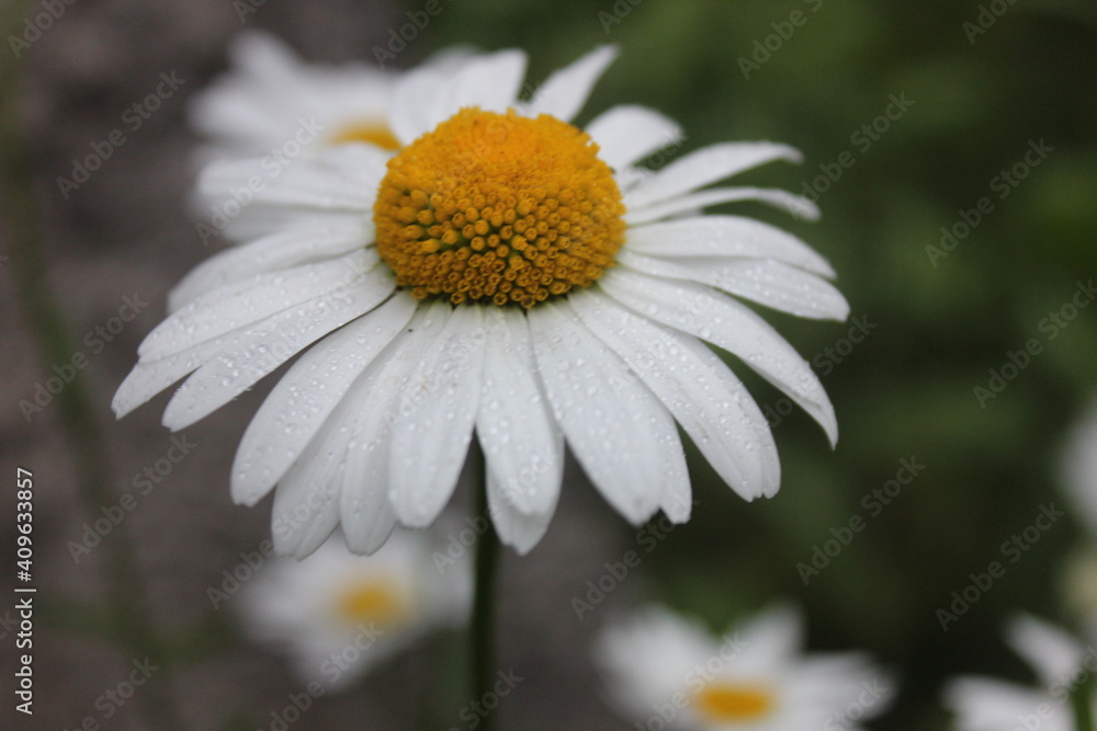 daisy flower