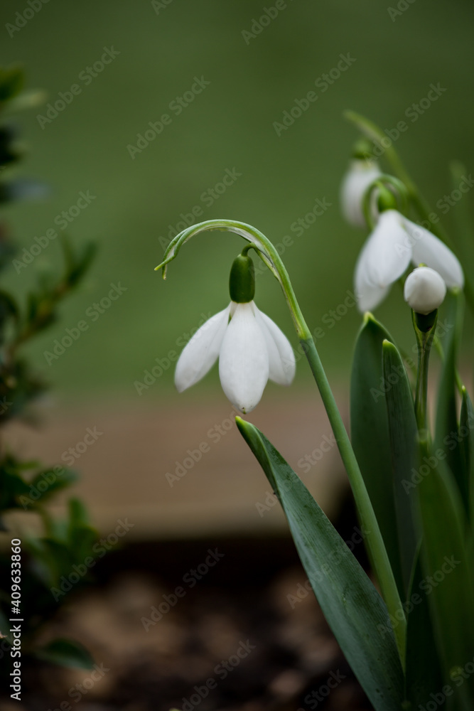 White snowdrops in garden field with green background
