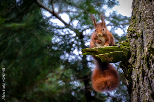 Squirrel in natural environment © tzuky333