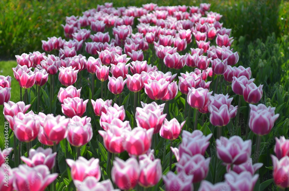 flowers flowers