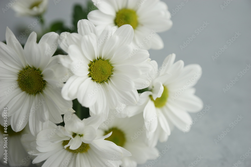 Fototapeta premium White bush chrysanthemum close up