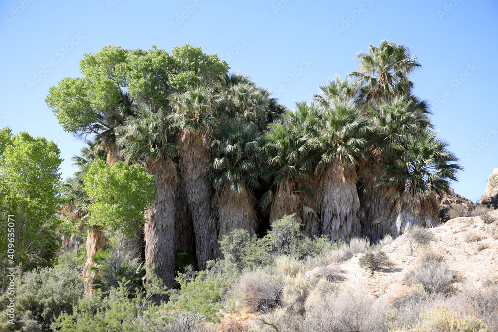49 Palms (Joshua Tree / USA)