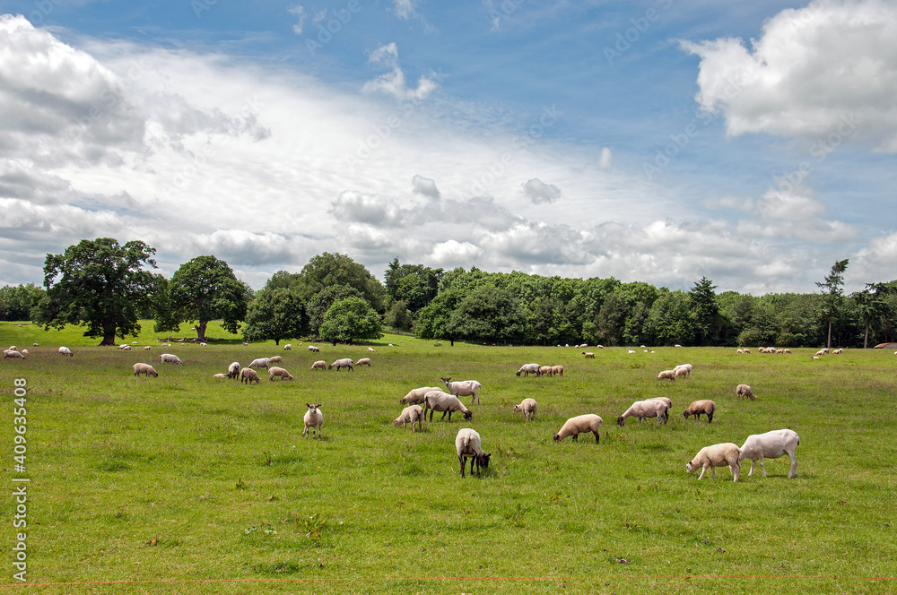 flock of sheep on a meadow