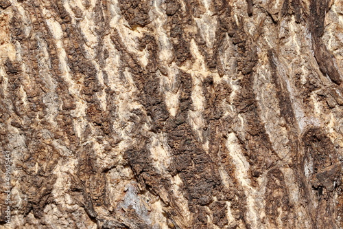 Beautiful pattern of Arjuna tree bark and texture background photo