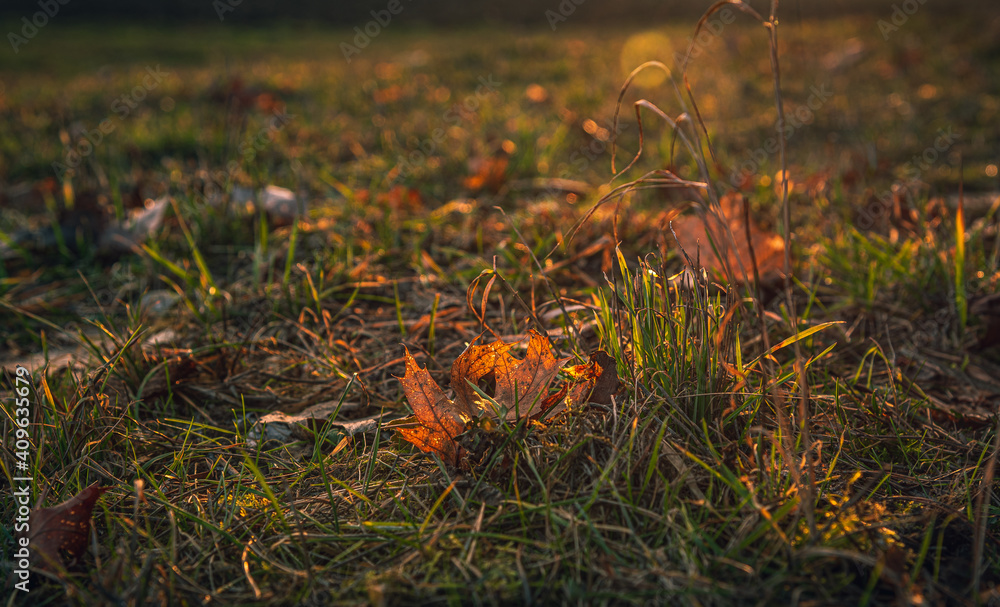 Morning nature in sunlight and dew