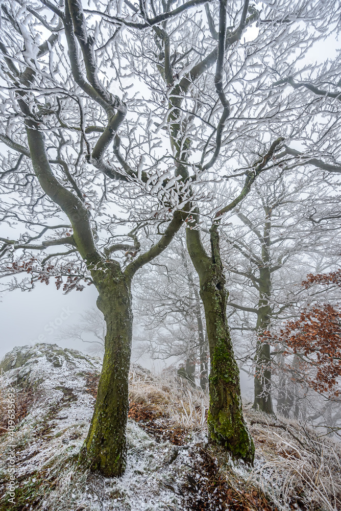Frozen trees on top of the Zlaty Vrch in Luzicke hory, Czech republic.