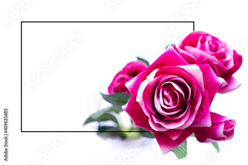 Pink rose flowers on white background. Blank frame for text 