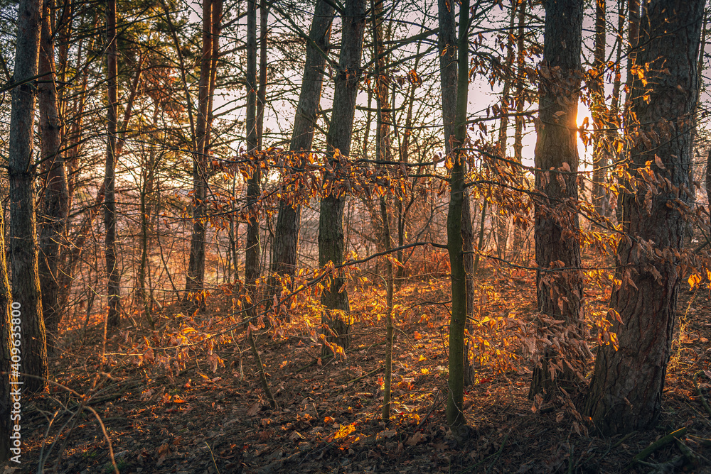 Fototapeta premium Nature in morning