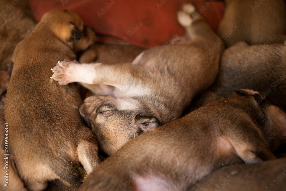 little sleeping puppies of a stray street dog. little sleeping puppies of a stray street dog.
