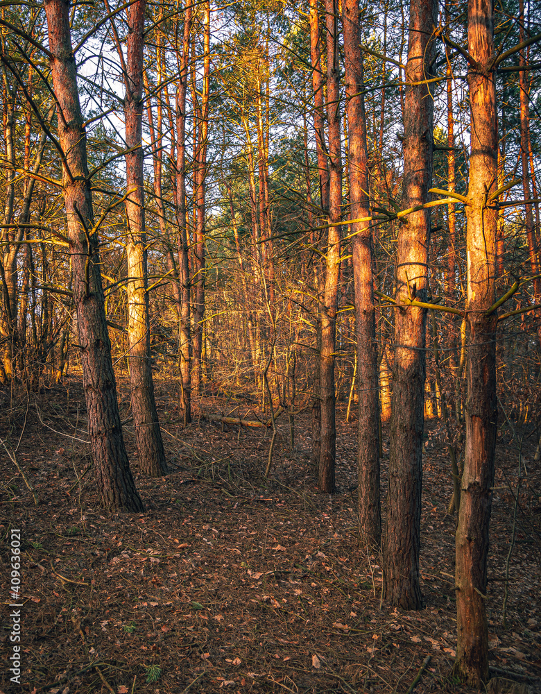 Fototapeta premium Nature in morning