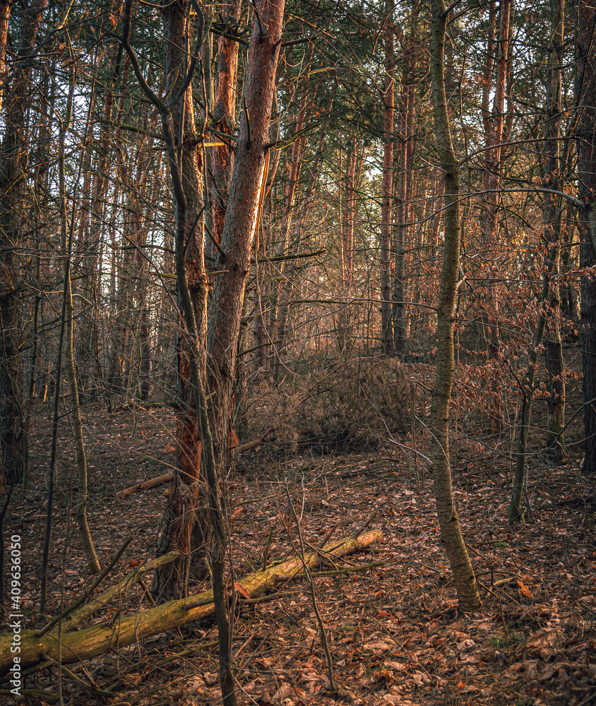 Fototapeta premium Nature in morning