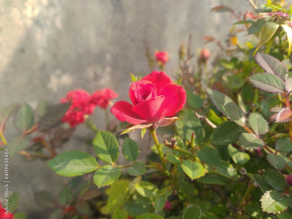 Red Rose Flower Closeup Red Rose Flower Closeup