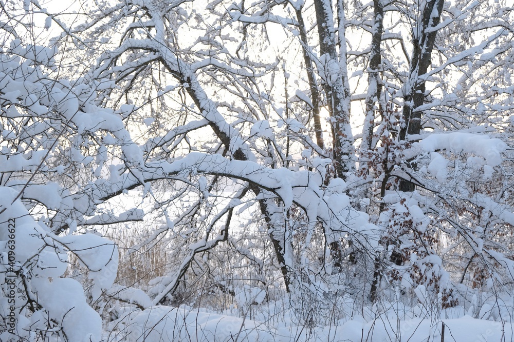 Fototapeta premium Beautiful snowy trees by frozen lake in beautiful winter morning. Przywidz Lake, Kashubia, Poland