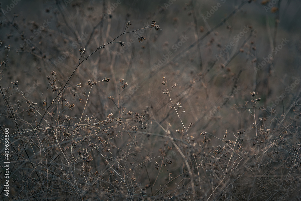 Fototapeta premium Fading nature in autumn plants