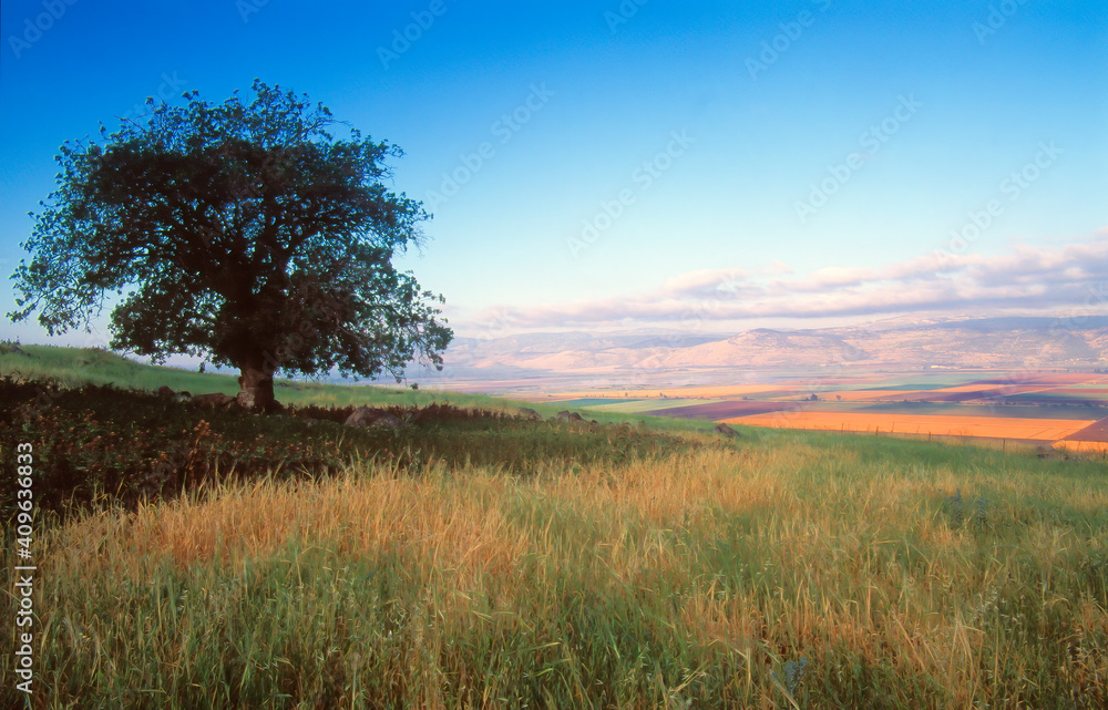 Beautiful landscape of Hula Valley - an agricultural region in northern Israel with abundant fresh water, with a lone tree in a hillside field, Upper Galillee, Northern Israel