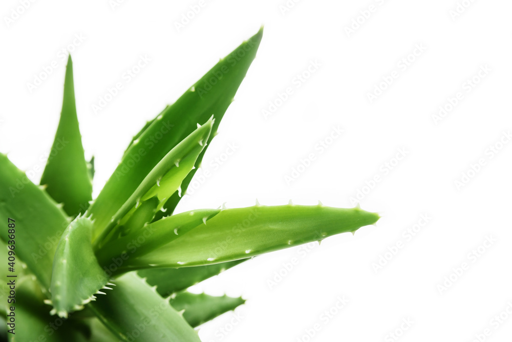 Fototapeta premium Aloe vera flower close-up with selective focus on white background.
