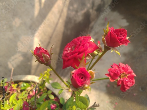 Red Rose Flower Closeup © Retesh