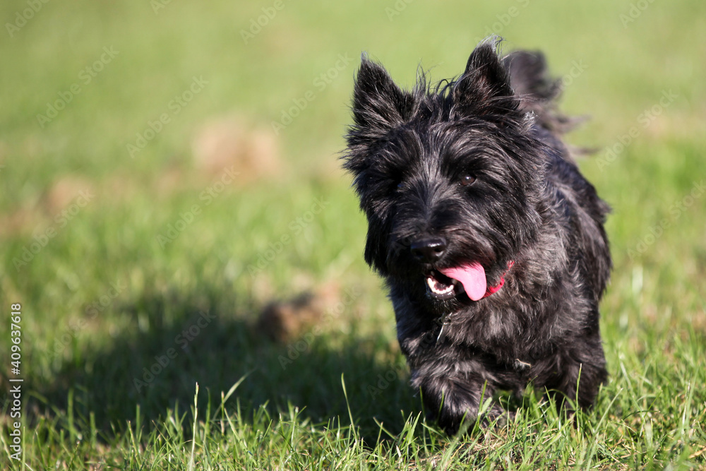 Scottie Scottie