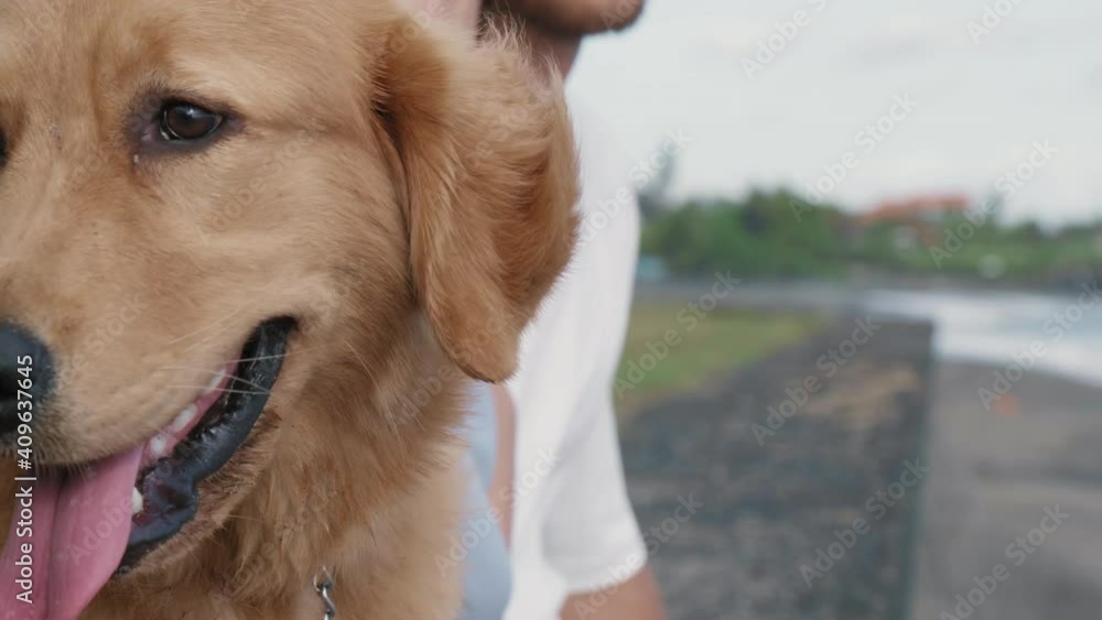 Close-up of cute golden retriever dog breathing with tongue out, sitting outside on seashore with unrecognizable people Close-up of cute golden retriever dog breathing with tongue out, sitting outside on seashore with unrecognizable people