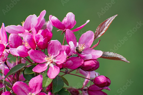 The amazing flowering branch of wild pink cherry on blurred green floral background