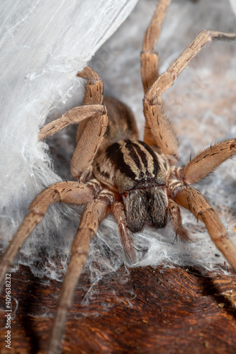 Miturga species, known as prowling spiders, at the entrance of its webbed burrow. This genus of ground-dwelling spider common to eucalyptus forests.