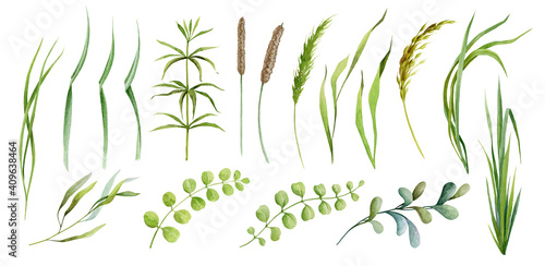 Realistic green grass, herb and cereals spikelets plants watercolor set. Different kind field grass, wild herb element collection. Hand drawn botanical plant parts on white background.