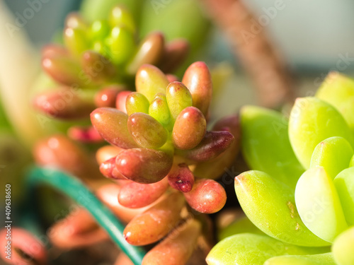 多肉植物の寄せ植え