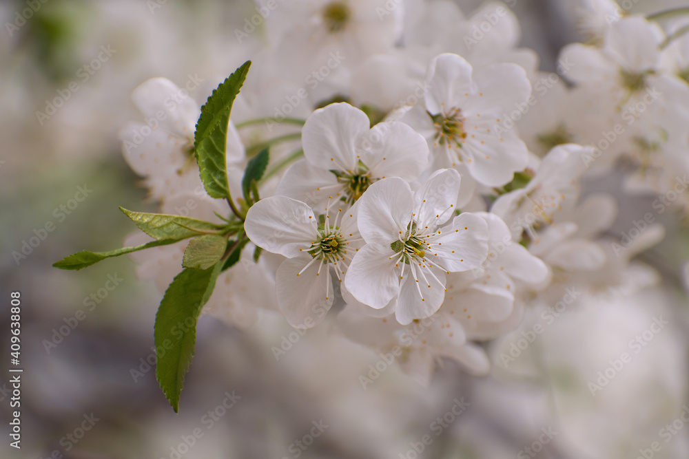 The beautiful tender  blooming cherry branch with green leaves on blurred multicolored floral background.