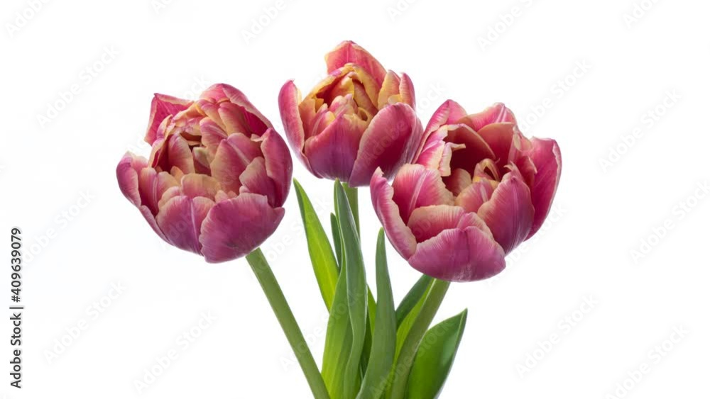 Beautiful bouquet of pink tulips.Timelapse of blooming flowers in bouquet of pink tulips on a white background, close-up. Holiday bouquet. Wedding backdrop, Valentine's Day concept.4K video Beautiful bouquet of pink tulips.Timelapse of blooming flowers in bouquet of pink tulips on a white background, close-up. Holiday bouquet. Wedding backdrop, Valentine's Day concept.4K video