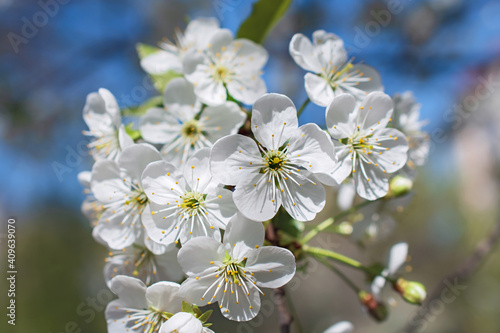 The beautiful tender sprig of cherry tree flowers. © Olena