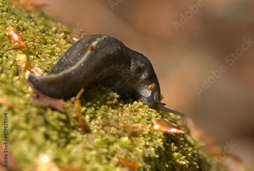 Grey snail animal on the moss in the forest at sunny spring day