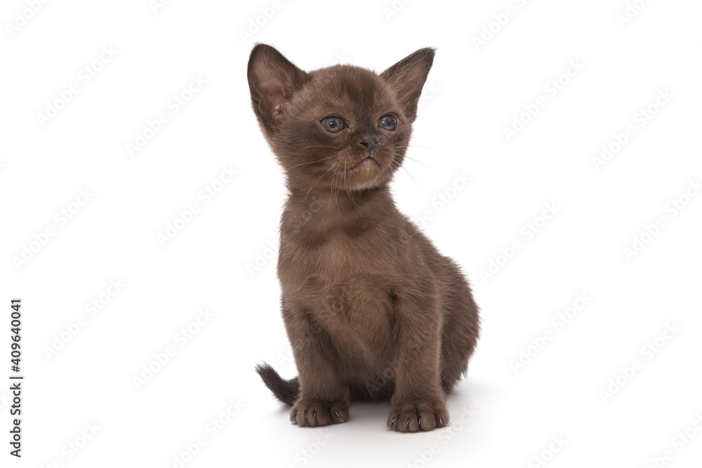 Small kitten of the European Burmese