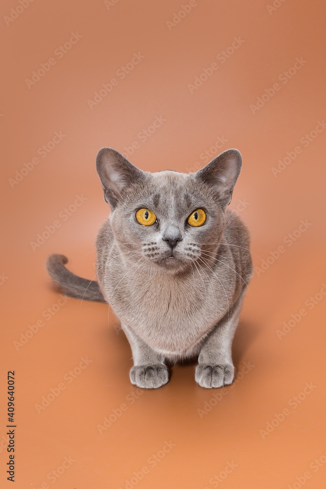 Obraz premium Beautiful cat of the European Burmese breed