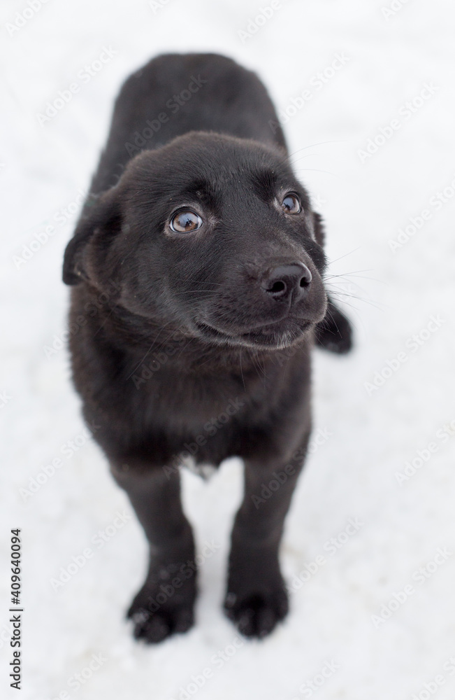 Cute and affectionate stray black puppy Cute and affectionate stray black puppy