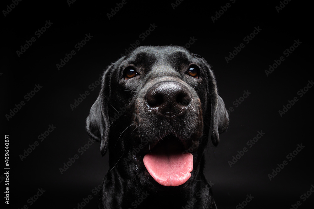 Fototapeta premium Portrait of a Labrador Retriever dog on an isolated black background.