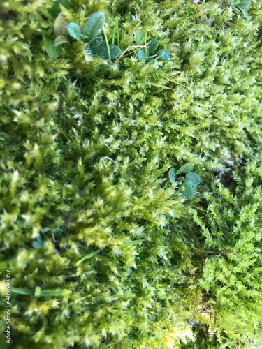苔のカーペット　自然のグリーン