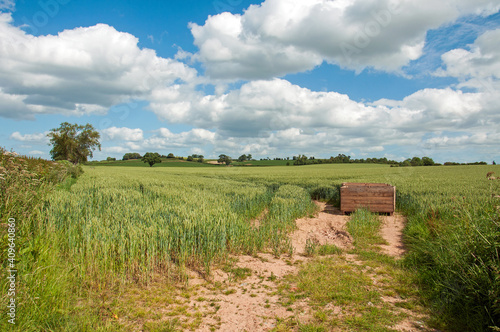 Summertime crops in the British countryside.