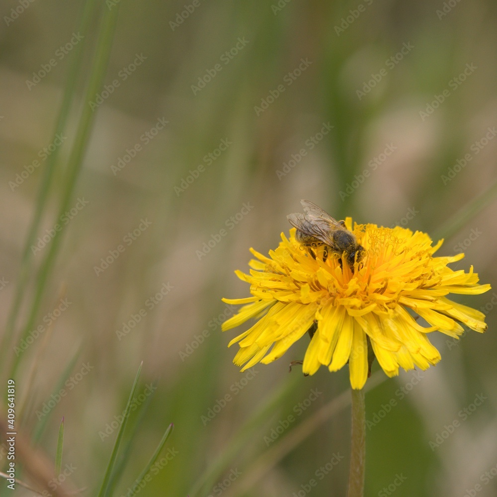 Insect bee collect pollen on blooming yellow flower dandelion at springtime Insect bee collect pollen on blooming yellow flower dandelion at springtime