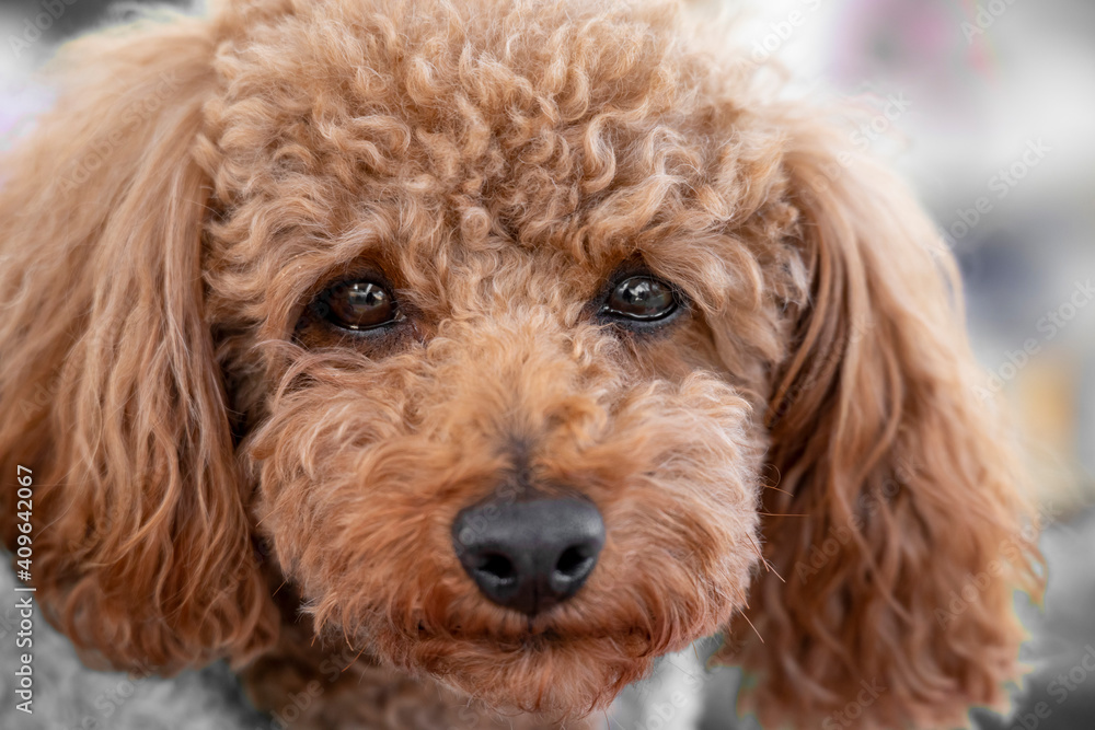 Fototapeta premium toy poodle close-up