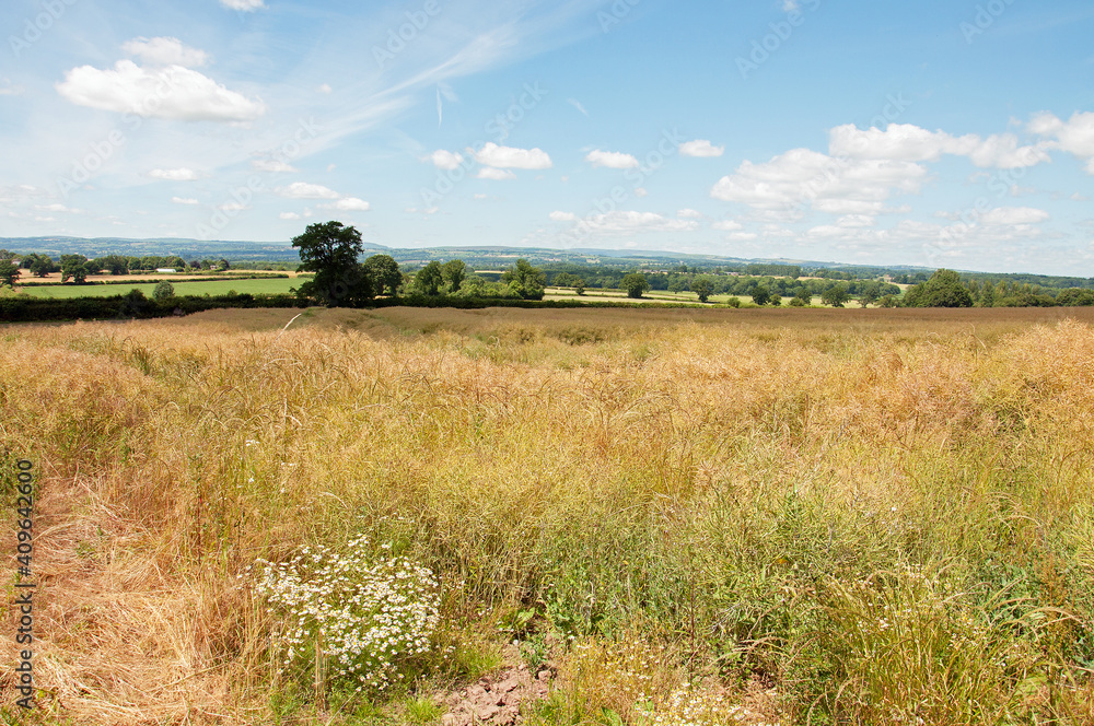 Summertime crops in the British countryside. Summertime crops in the British countryside.