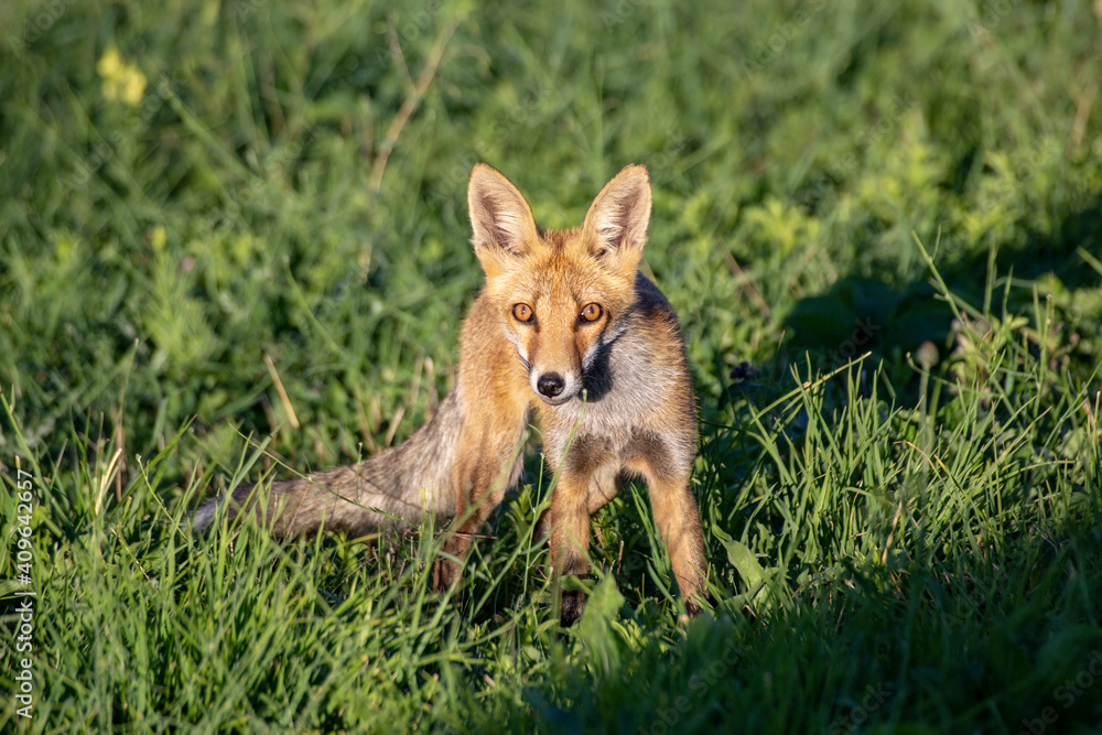 little fox in the wild. south of Russia. Animals.