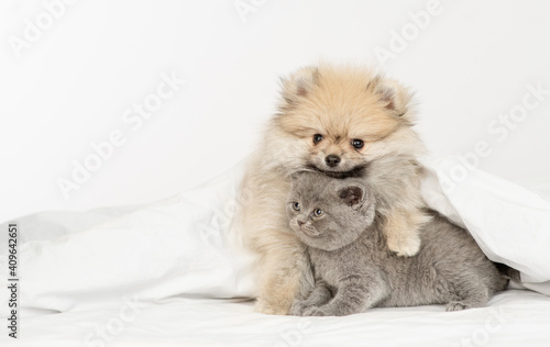 Fluffy Pomeranian spitz puppy embraces gray kitten under warm white blanket on a bed at home