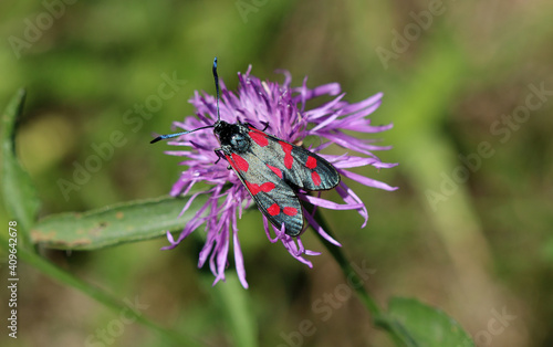 Fototapeta Naklejka Na Ścianę i Meble -  Sechsfleck-Widderchen - Six-spot burnet