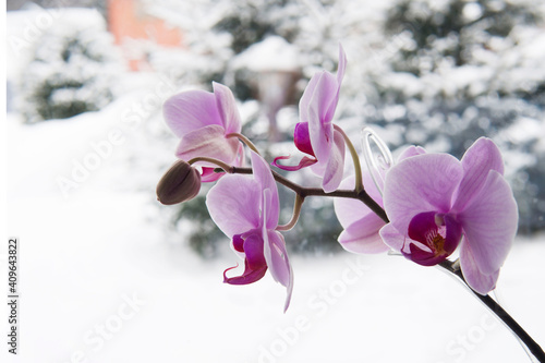 Fototapeta Naklejka Na Ścianę i Meble -  Orchids on window of cozy house